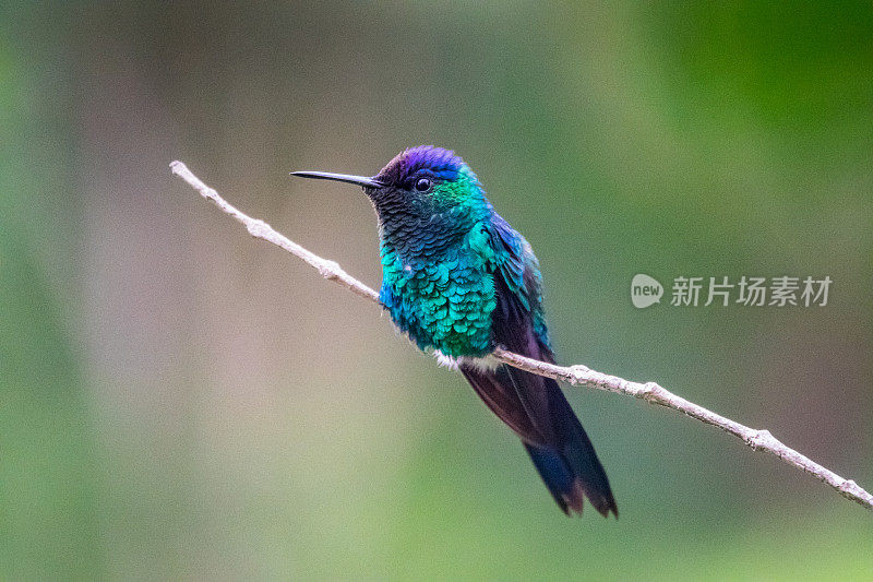 巴西Chapada Diamantina国家公园的蜂鸟